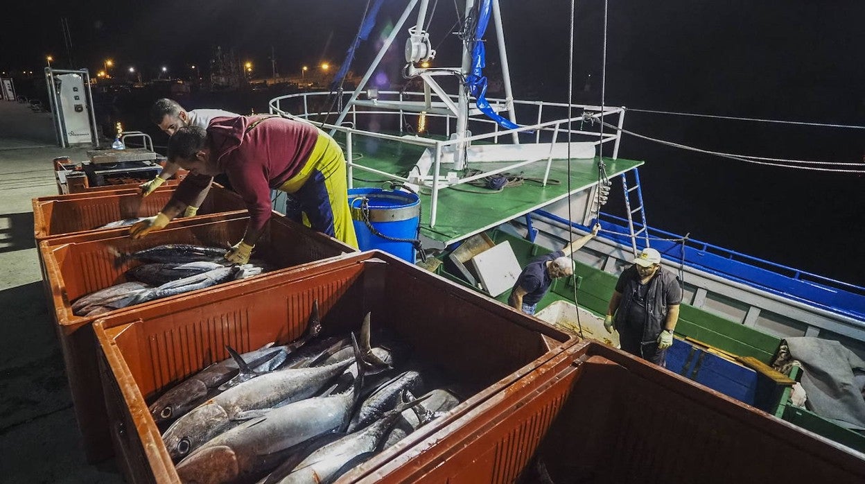 Ya han llegado a los puertos vascos los primeros bonitos de la temporada