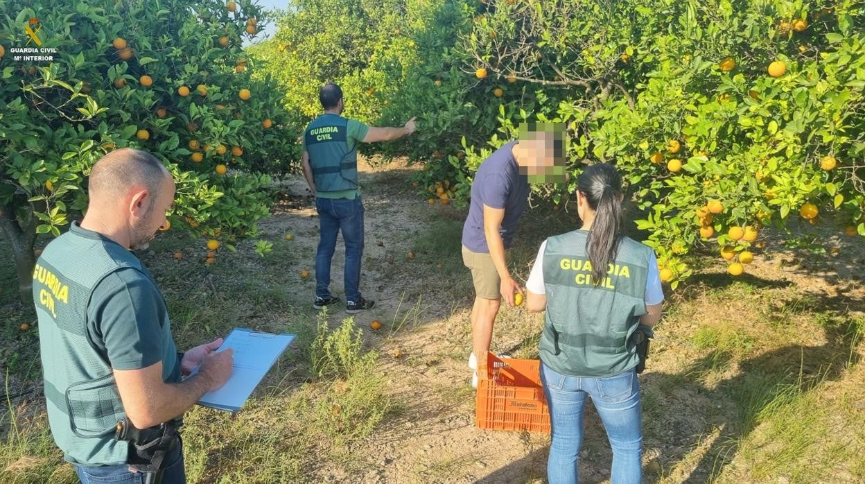 Intervienen más de 11.200 kg de naranjas robadas con un valor de mercado de 3.300 euros