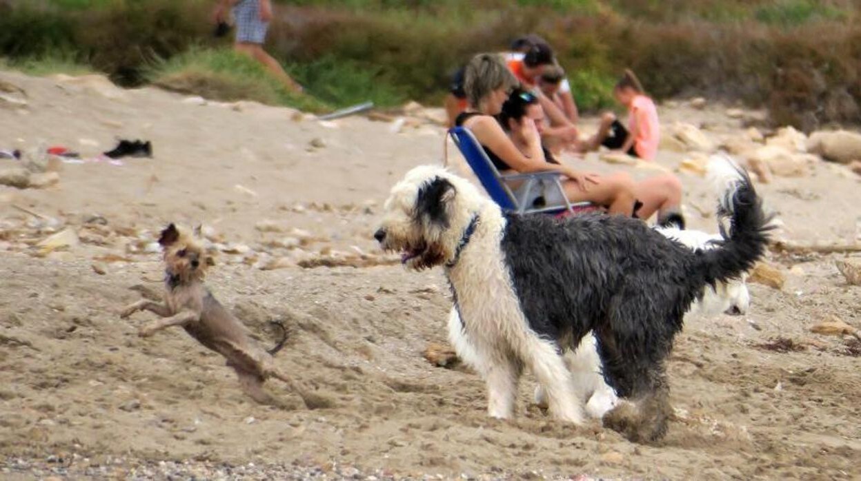 Dos perros juegan en la orilla de la playa canina alicantina