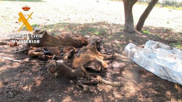 Hallan varias reses muertas y una treintena de animales desnutridos en una finca de Doñinos (Salamanca)