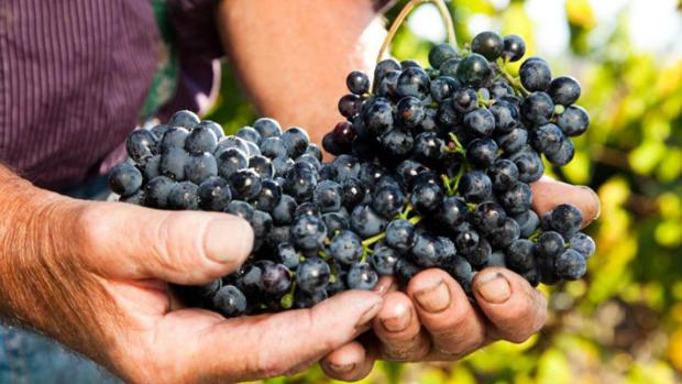 En Andalucía también se hace vino tinto. Estas son las mejores bodegas