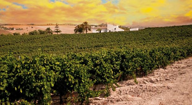 Vinos andaluces para brindar en 2017