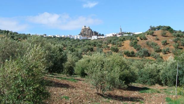 Olvera celebra en mayo la II Feria del Olivar y el Aceite de la Sierra de Cádiz, ‘Olivera 2017’