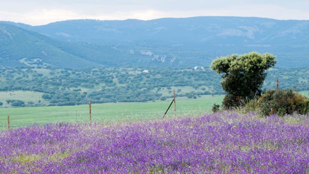 Primavera en el campo andaluz