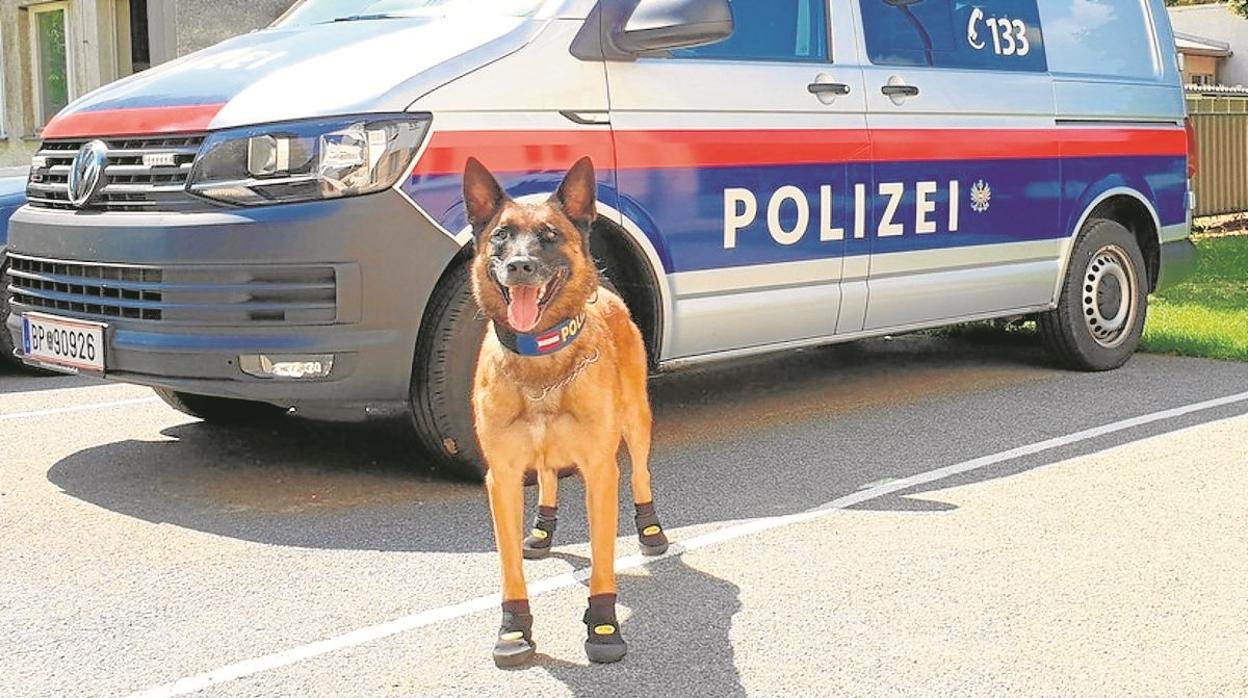 Perro de la policía de Suiza