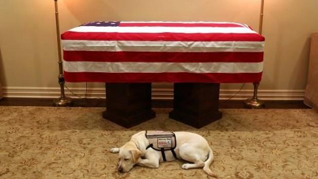 La conmovedora imagen de Sully, el perro de servicio de George H. W. Bush que lo acompañó hasta el final