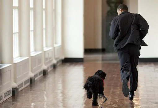 Barack Obama, en 2009, con uno de sus perros. Sus mascotas fueron las últimas que hubo en la Casa Blanca