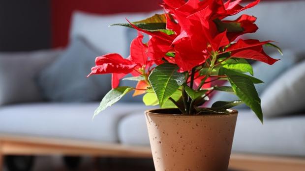 Flor de Pascua: consejos para cuidarla y que dure más