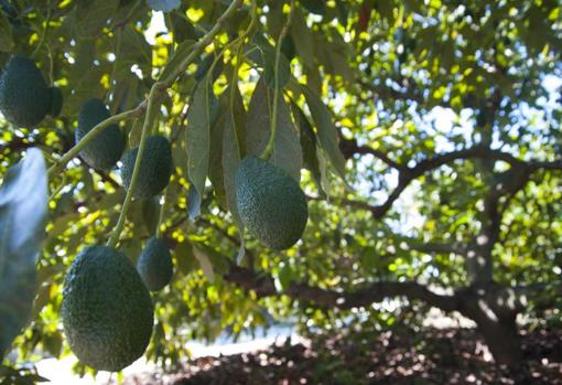 Aguacates en la zona de Vélez Málaga