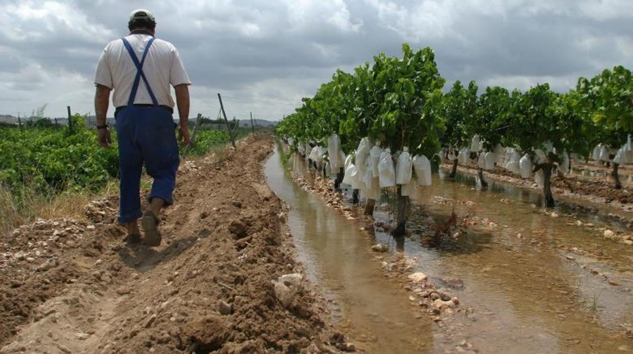 Riego de un campo de vides en la zona de Vinalopó, Alicante