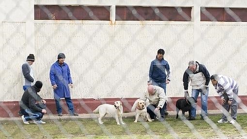 Reclusos y sus perros.