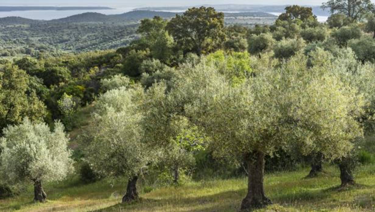 10 cosas que no sabías sobre el aove «aceite de oliva virgen»
