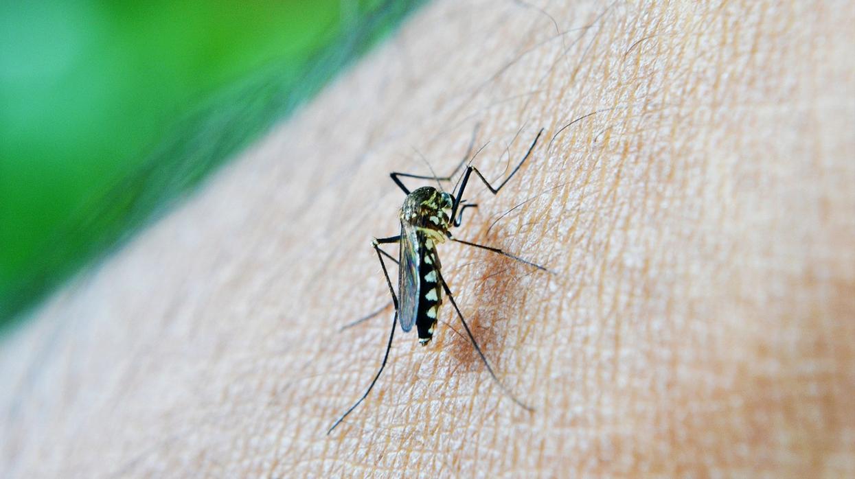 Mitos y verdades sobre las picaduras de mosquitos