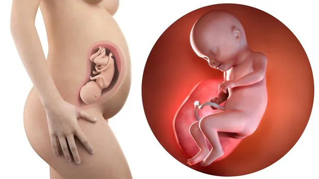 El embarazo, semana a semana: así es el bebé en la semana 31