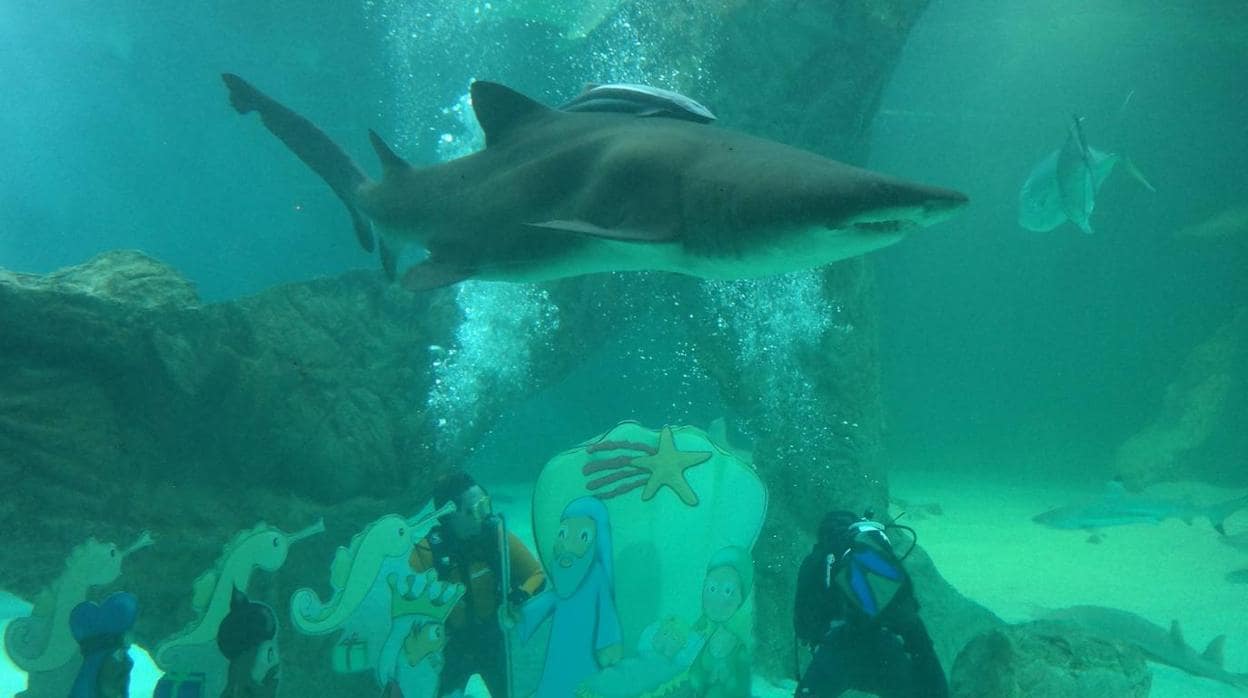 Zoo Aquarium de Madrid inaugura la Navidad con su tradicional Belén de tiburones
