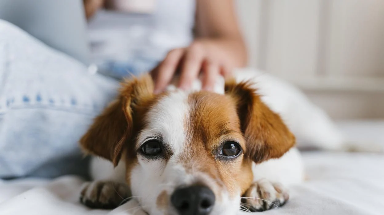Se confirma: Las mascotas ayudan a reducir el estrés derivado de la pandemia