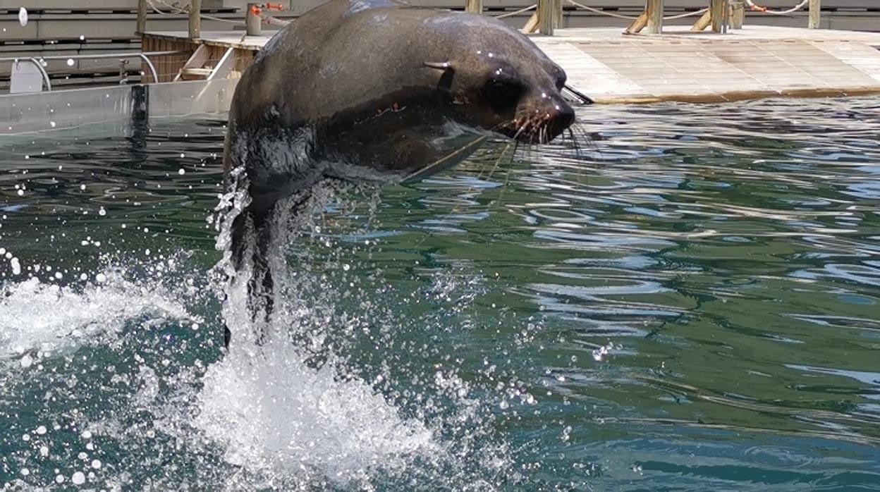 Refrescarse entre pingüinos y osos marinos ya es posible en Madrid