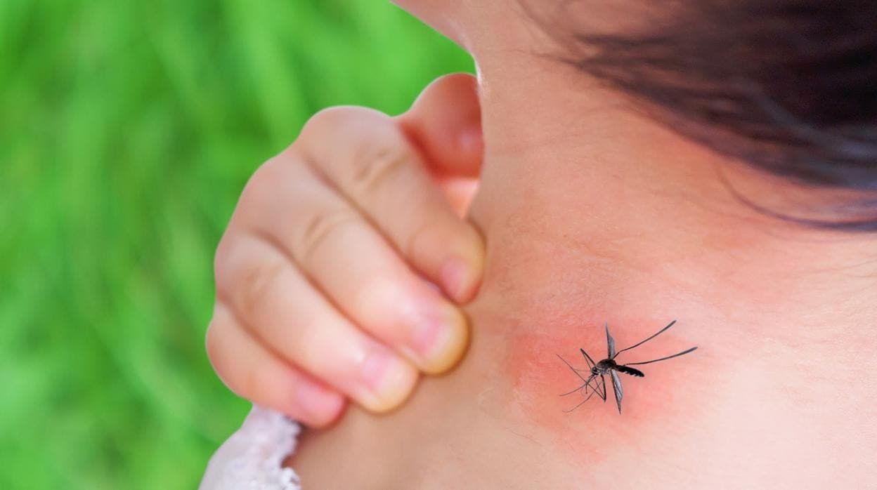 Mitos y errores que cometes con el repelente de mosquitos