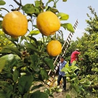 Imagen - Desodorante Roll On Weleda