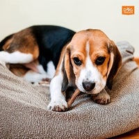 Imagen - Sticks vacunos