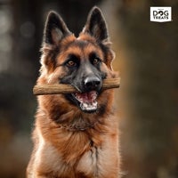 Imagen - Asta de ciervo