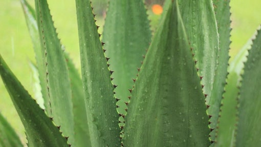 Planta del agave