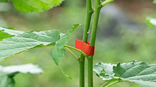 Cinta para sujeción de tallos