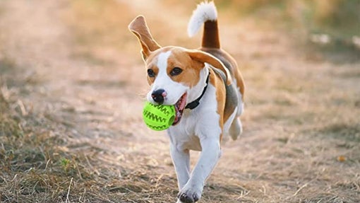 Perro corriendo con juguete en la boca