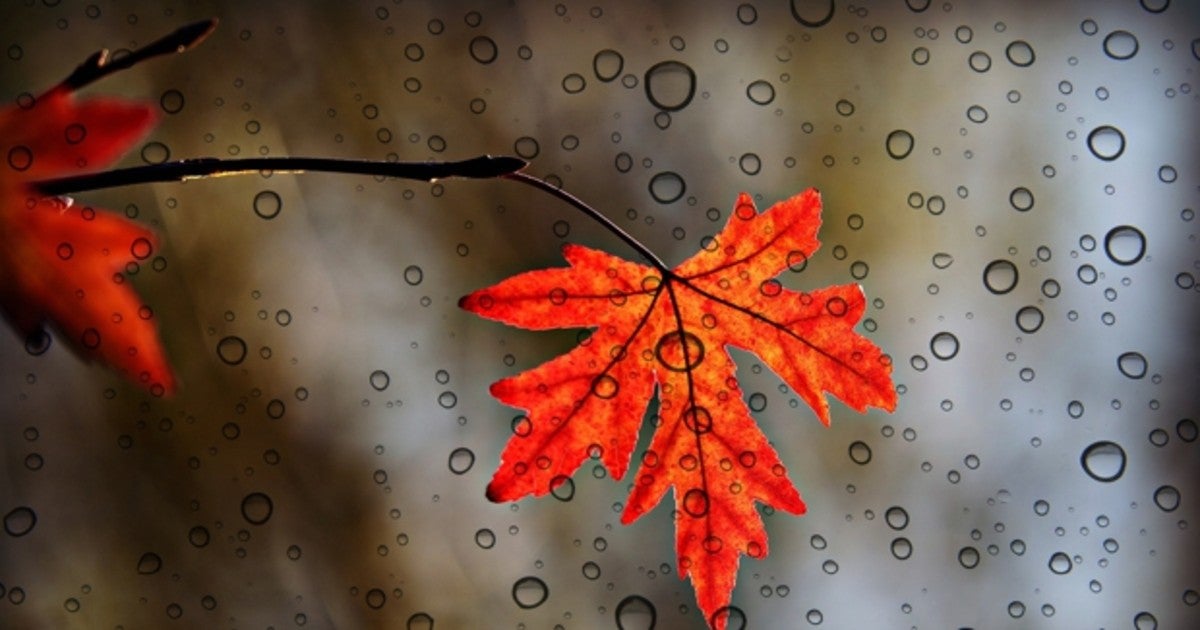 Hojas de otoño y lluvia