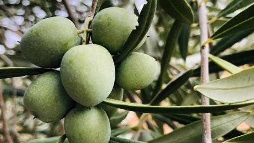 La mayoría de las aceitunas que se aliñan en Campo Real proceden de Cáceres. Lo que se protege es la forma de elaboración y la receta del aliño