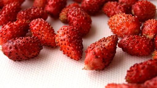 Fresas de la Huerta de Aranjuez