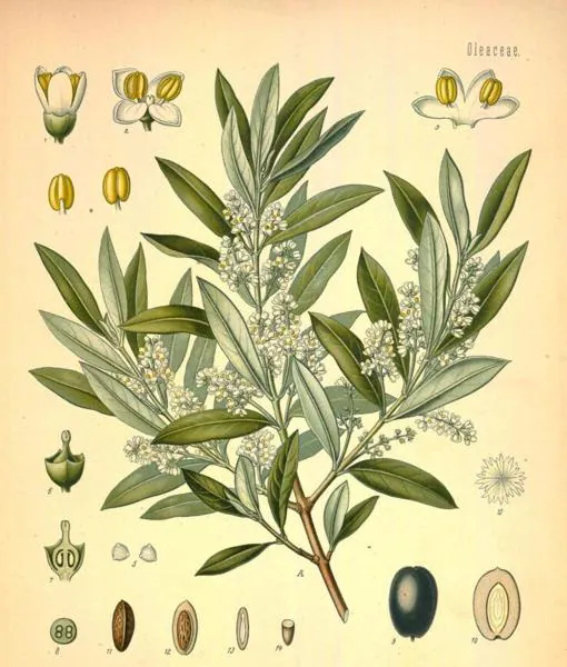 ‘Olea europaea var. sylvestris’ Brandt, Wilhelm; Gürke, M.; Köhler, F. E.; Pabst, G.; Schellenberg, G.; Vogtherr, Max.
