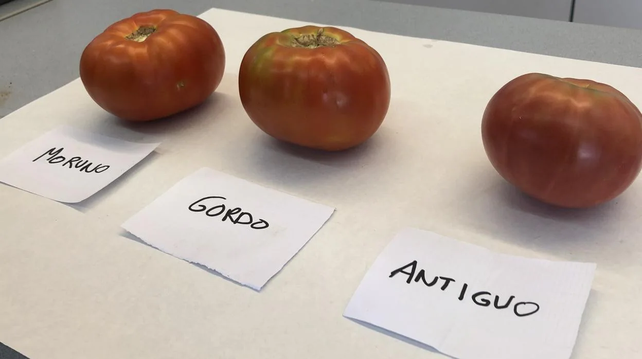 Tomates Gordo, Moruno y Antiguo, variedades tradicionales de Madrid, recuperadas por el Imidra