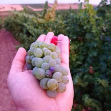 Sauvignon blanc recién cortada en los viñedos de Rueda de Ramón Bilbao en la finca de Las Amedias