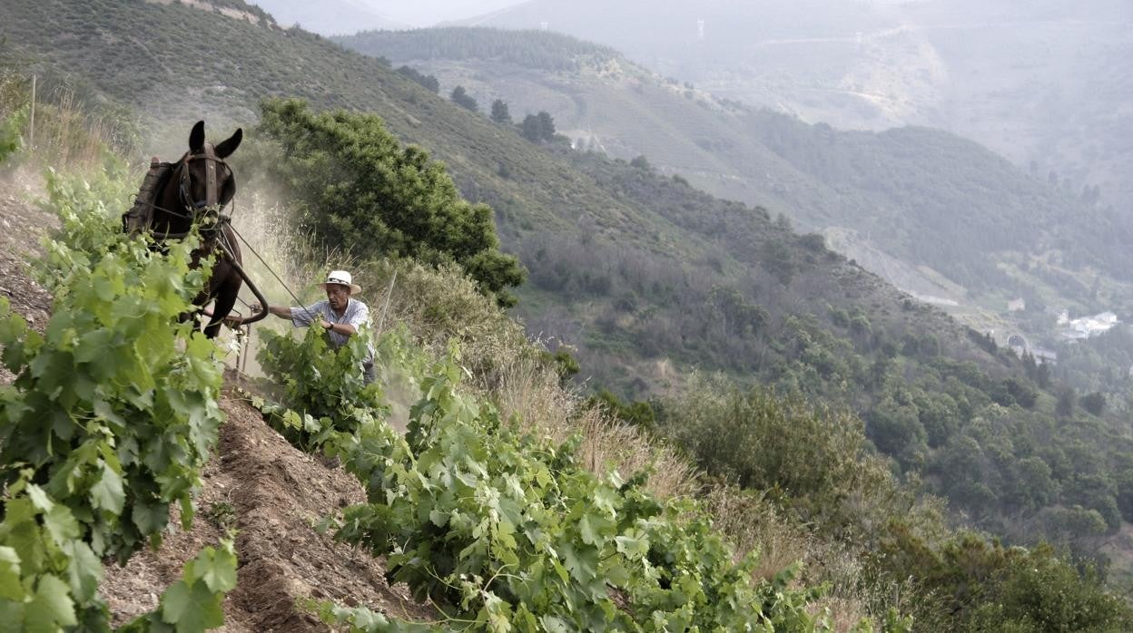 Trabajo en las viñas de Álvaro Palacios en el municipio de Corullón, en la comarca del Bierzo (León)