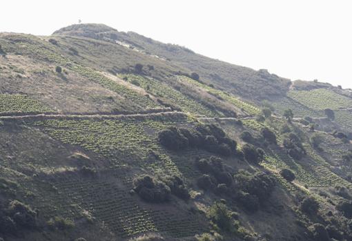 Paisaje de los viñedos de Moncerbal en el Bierzo, con viñas viejas de Mencía