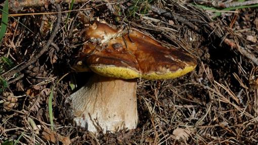 Boletus edulis