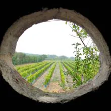 Vista de los viñedos de G'Vine