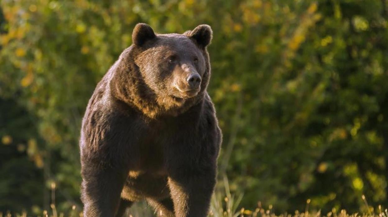 El príncipe Emanuel de Liechtenstein, acusado de matar a Arthur