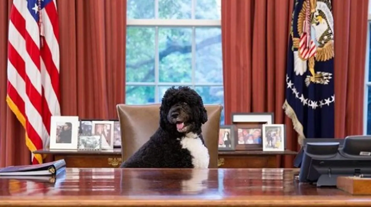 Bo, la mascota de los Obama, en el sillón presidencial