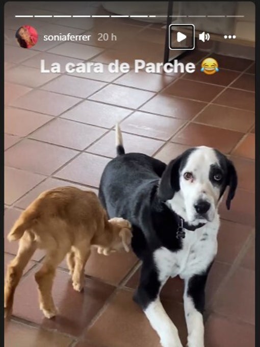 Parche aguantó estoicamente las embestidas de su nuevo amigo.