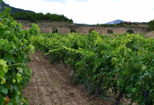 Viñedo El Acueducto, perteneciente a Bodegas Carlos Moro en la DOCa Rioja