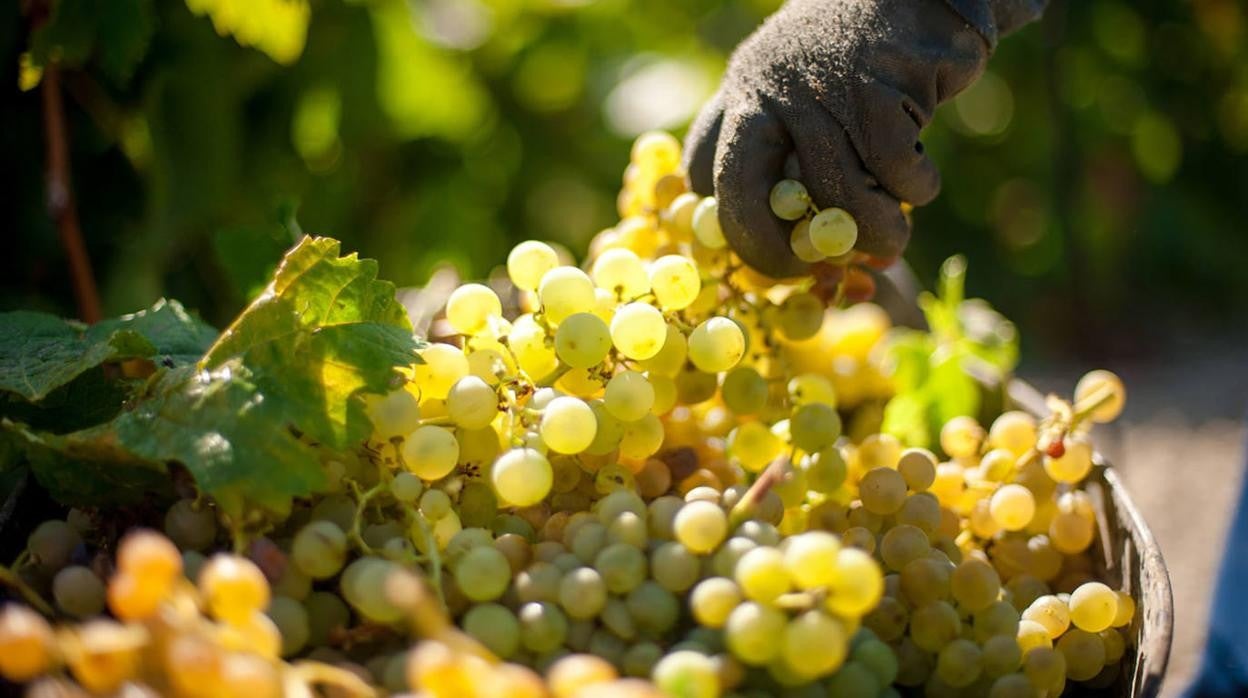 La vendimia de Barbadillo, también para vinos ecológicos