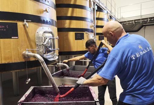 Dos operarios trabajando en la bodega