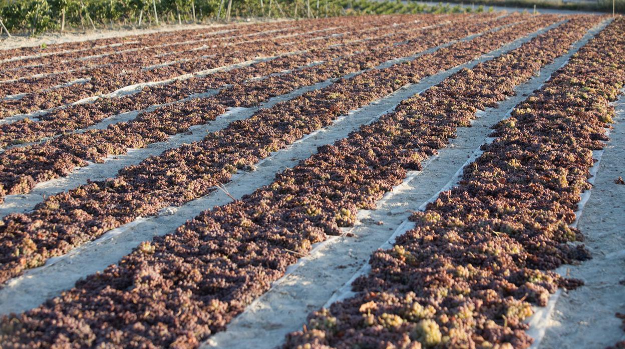 La uva Pedro Ximénez, en el asoleo