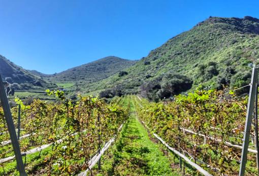 Parte de los viñedos de Bodegas Mondalón