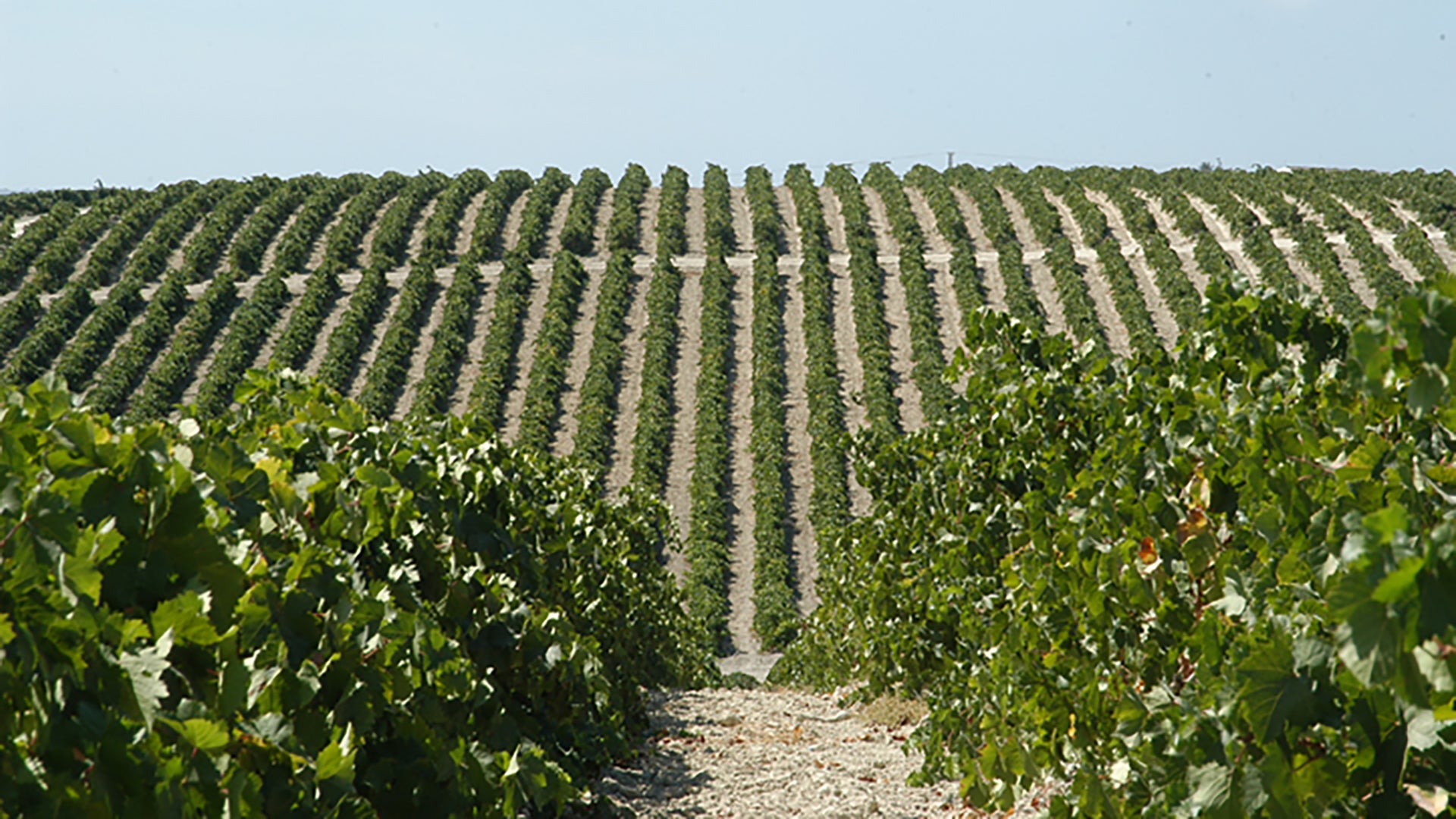 Mañana se celebra el encuentro &#039;Vinos de España Una Pasión...&#039;