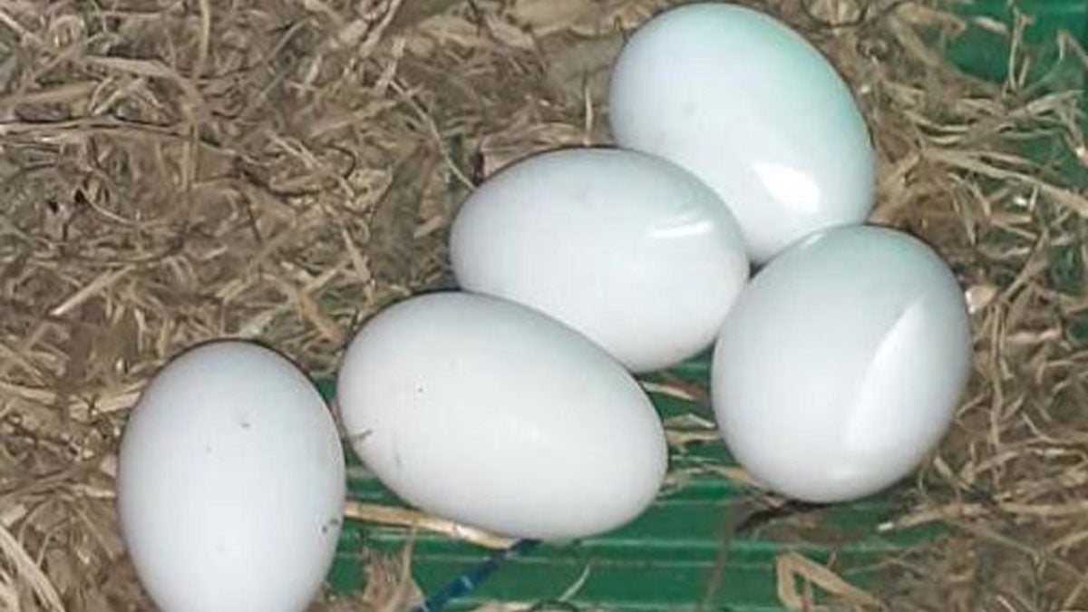 Concurso de repostería con huevos de gallina sureña en La Barca