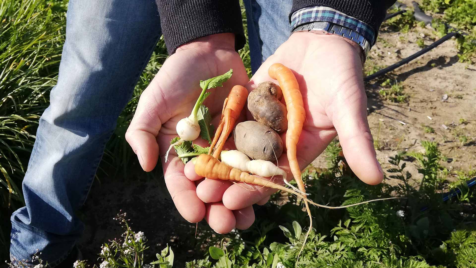 Ciclo y Cultivo Desterrado, una unión para aprovechar al máximo las verduras de navazo