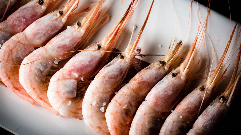 Lobito de Mar en Marbella. 